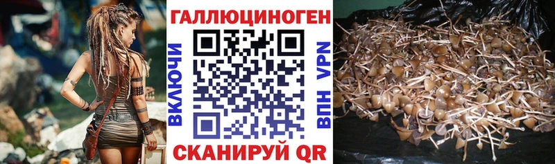 гидра онион  Грозный  Псилоцибиновые грибы мицелий 